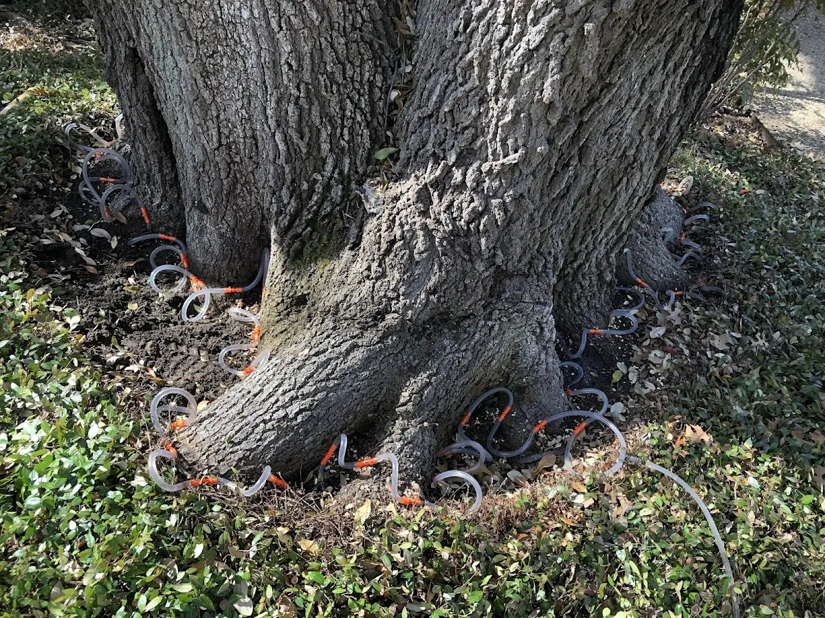 Detailed Tree Cabling and Bracing job site in Farmington